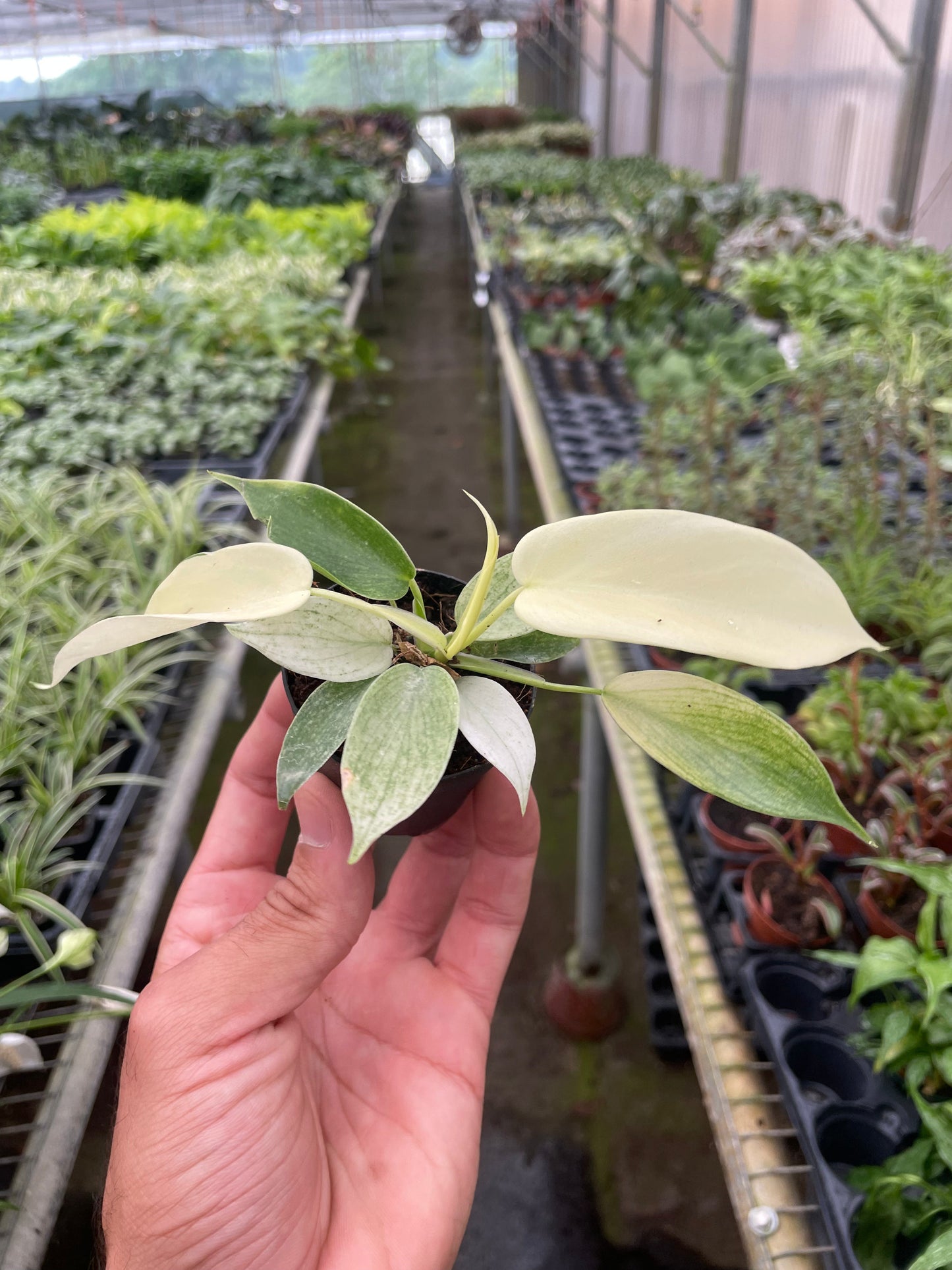 Philodendron 'Florida Ghost'