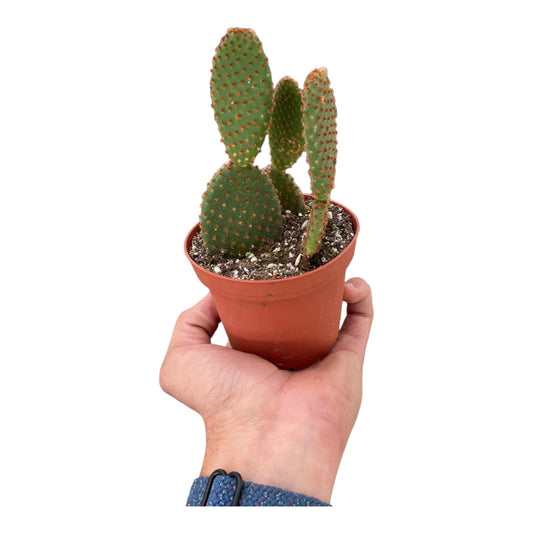 Opuntia 'Microdasys' (Bunny Ear Cactus)