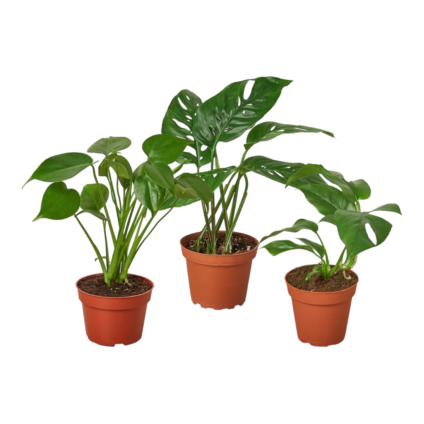 Monstera Bundle