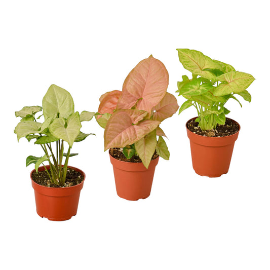 3 Different Syngonium Plants - Arrowhead Plants / 4" Pot / Live Plant
