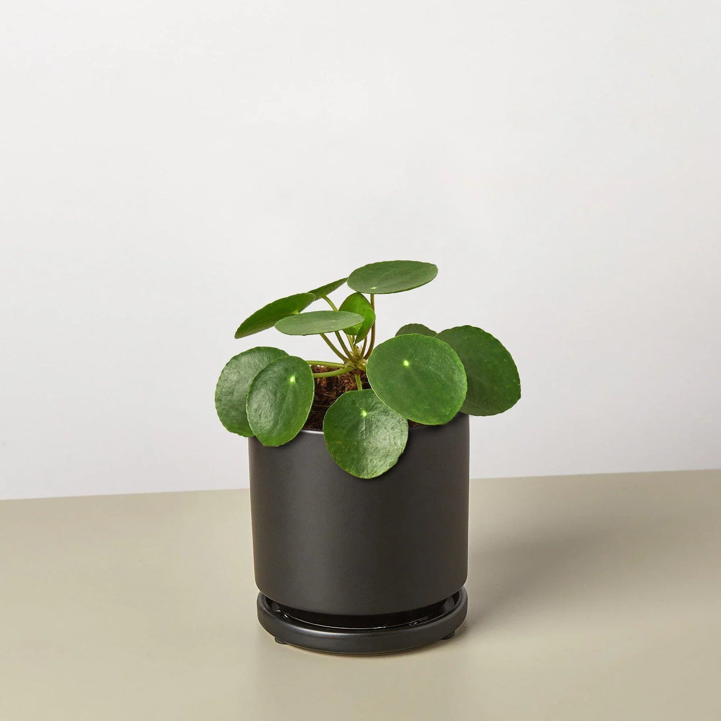 Pilea Peperomioides 'Chinese Money'