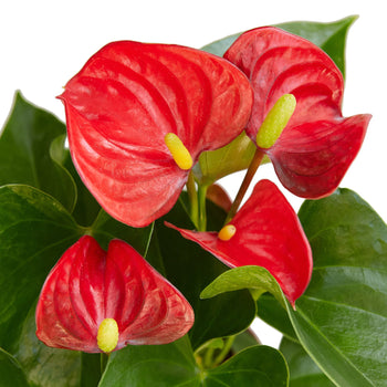 Anthurium 'Red'