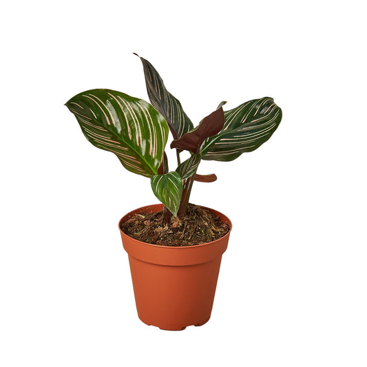 Calathea 'Ornata' Pinstripe