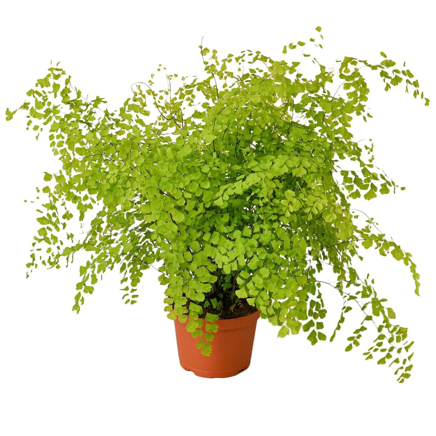 Maidenhair Fern