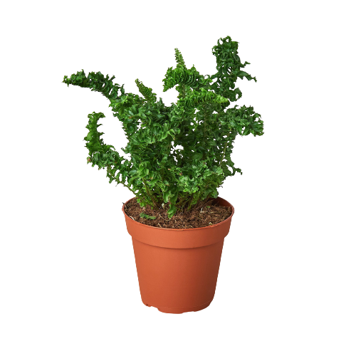 'Emina' Fern - 4" Pot