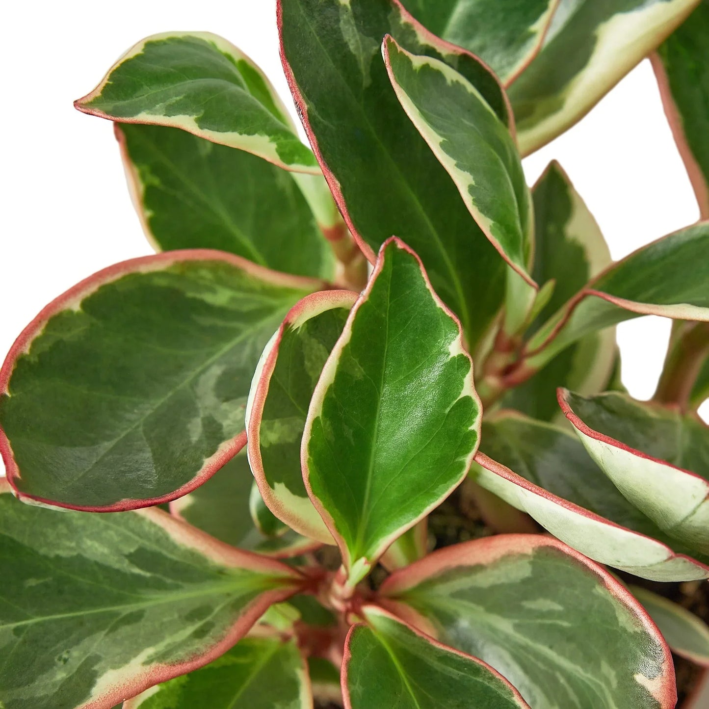 Peperomia 'Ginny'