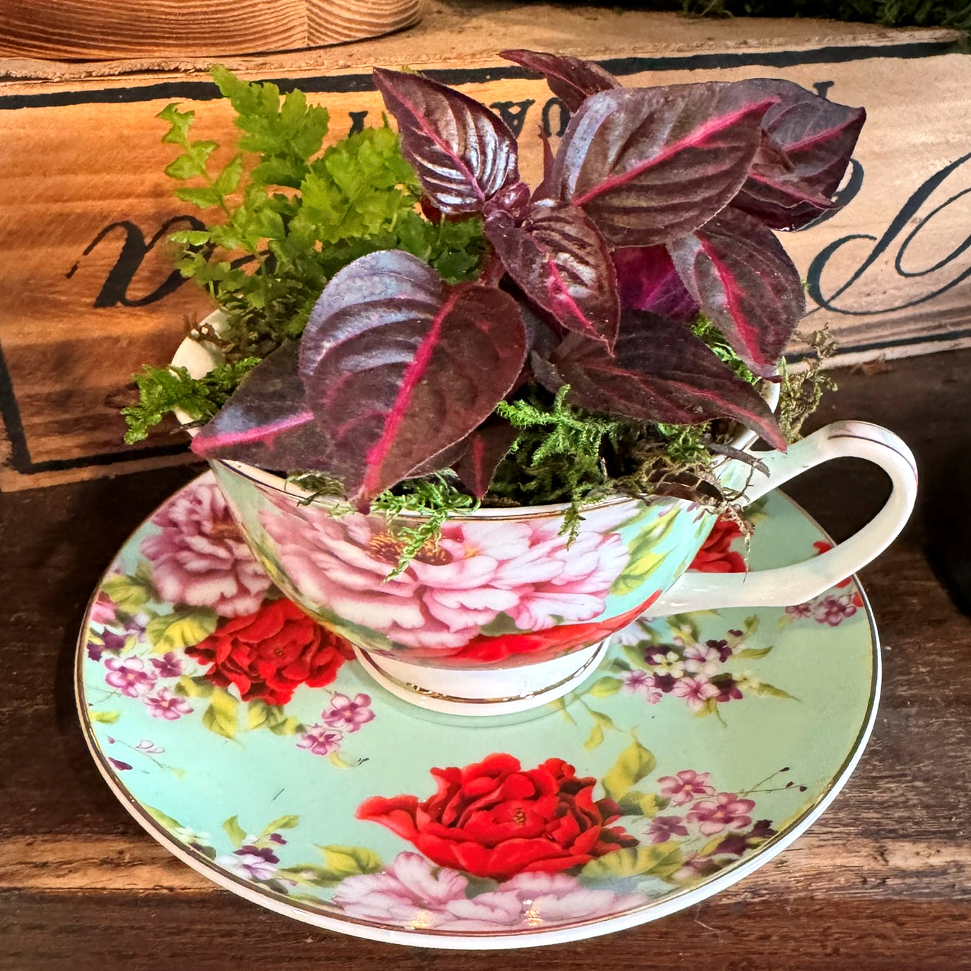 PRE-ORDER Teacup Gardens (pick-up only)