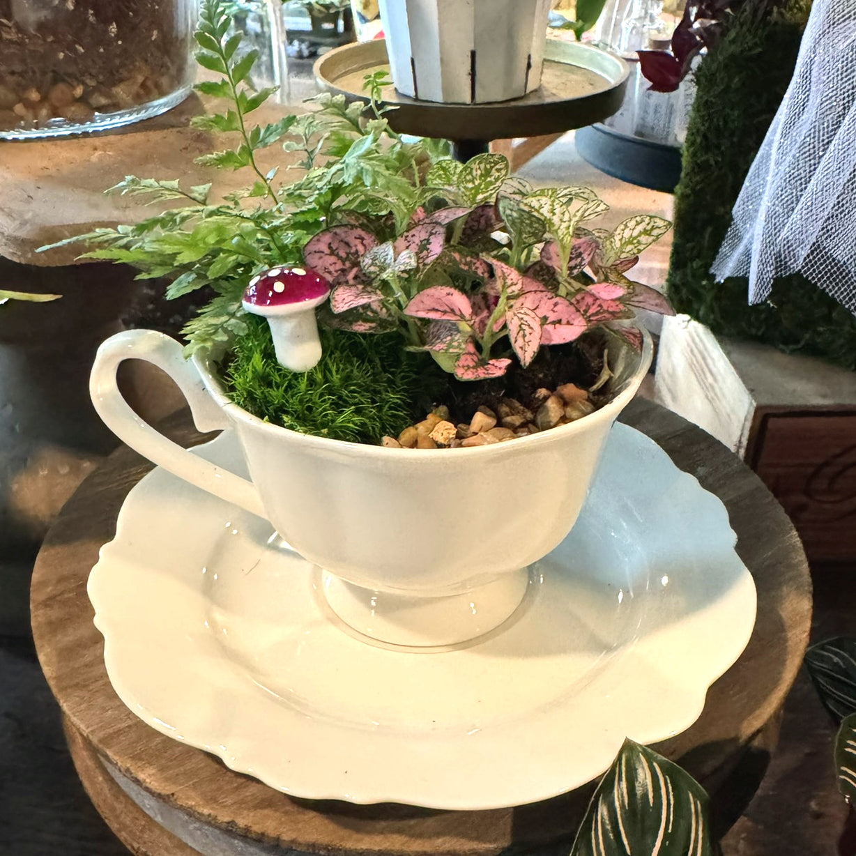 PRE-ORDER Teacup Gardens (pick-up only)